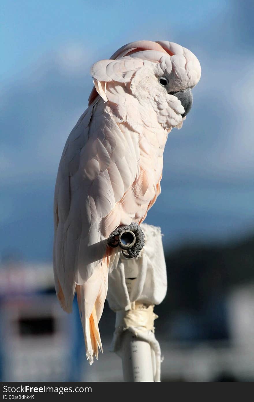 Cockatoo on Fisherman's Wharf in Monterey California