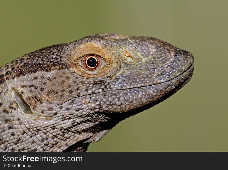 Rock monitor