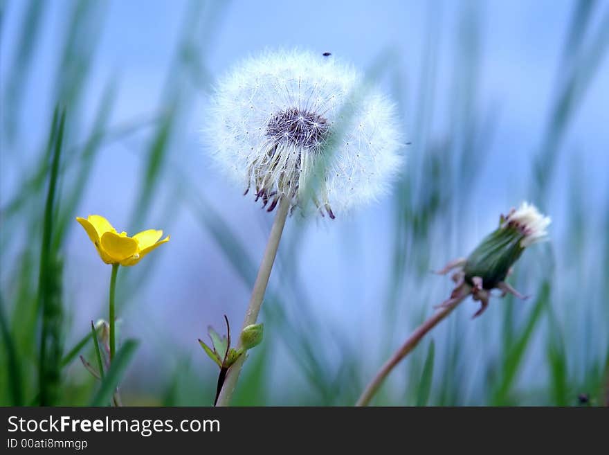 The most free flower. Meadow flowers. The most free flower. Meadow flowers.