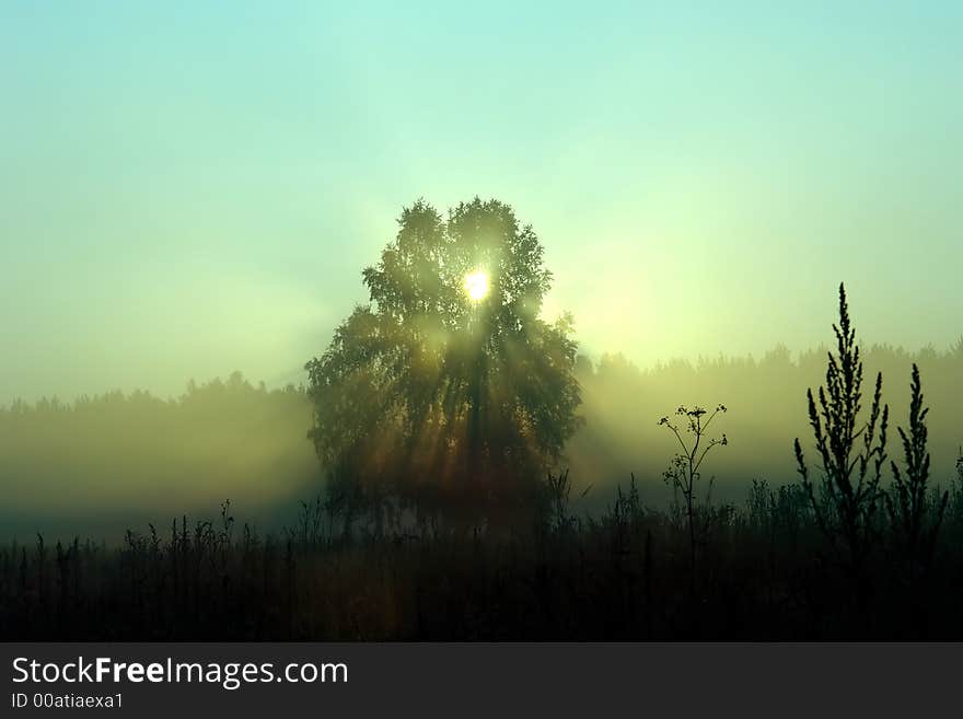 Morning in a wood. (blue) Урал. Россия