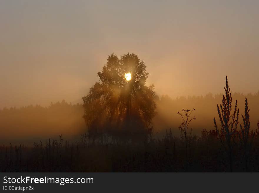 Morning in a wood. (Red)