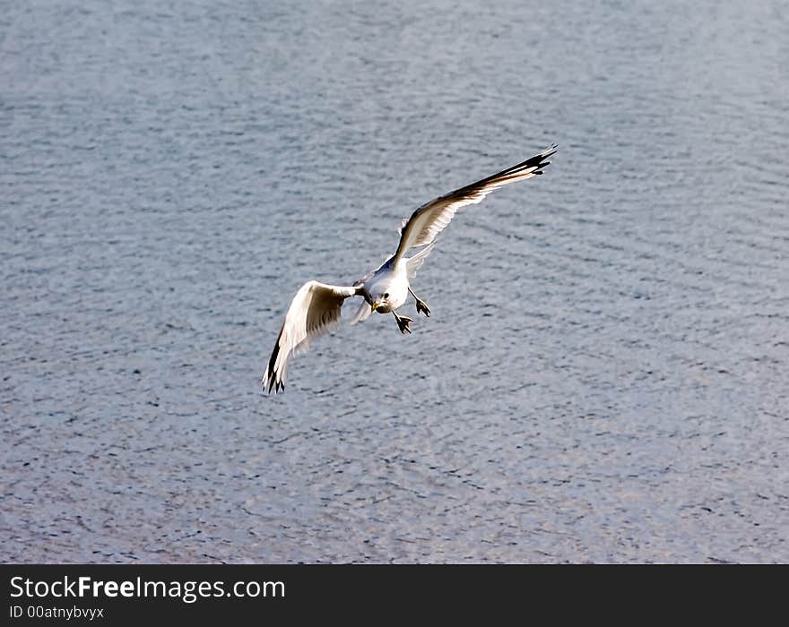 The seagull in flight above lake in Kareliya. The seagull in flight above lake in Kareliya