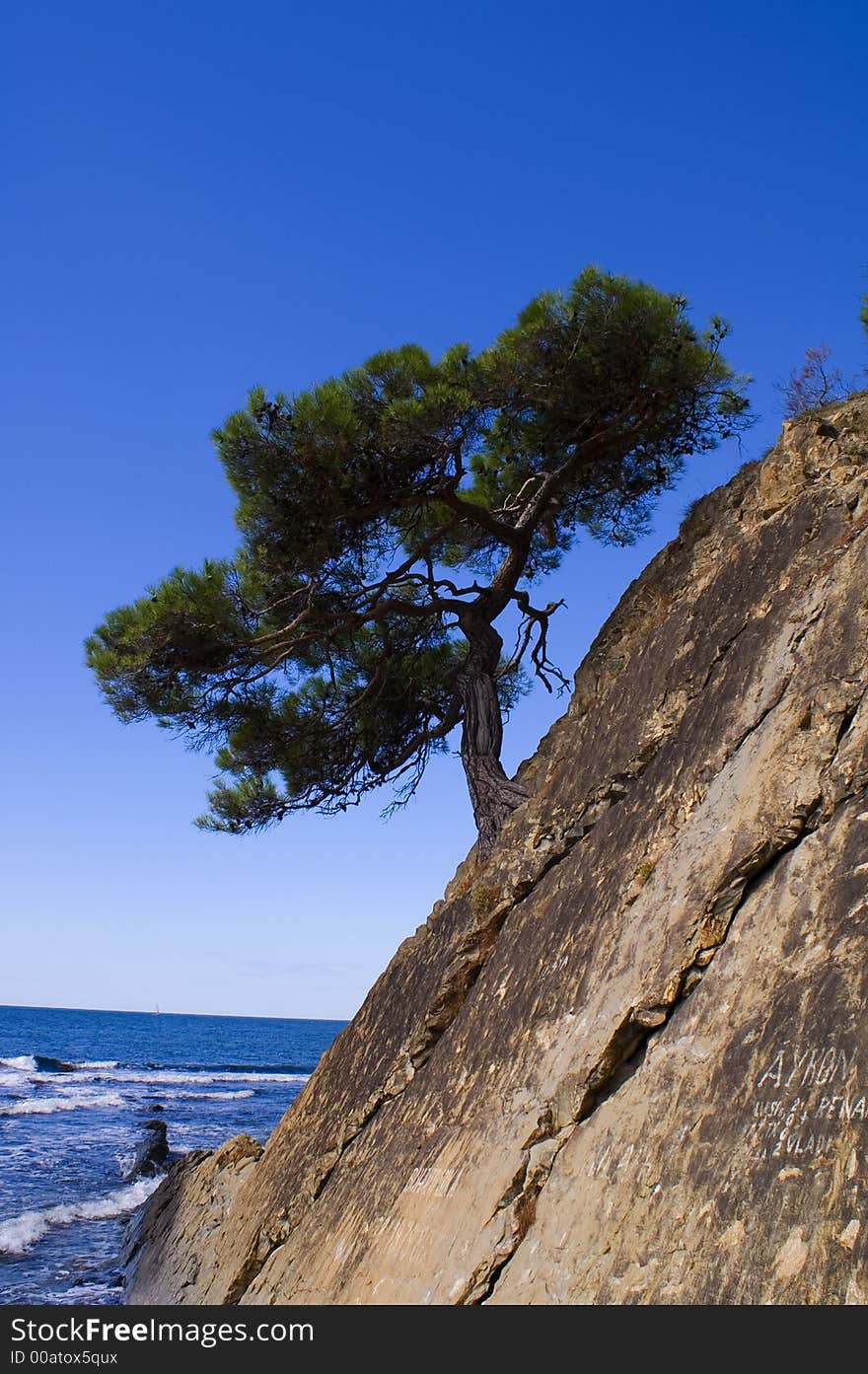 Tree on the rock near the Black sea