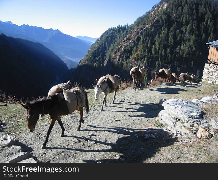 Malana, India, horses, mountain, shadow