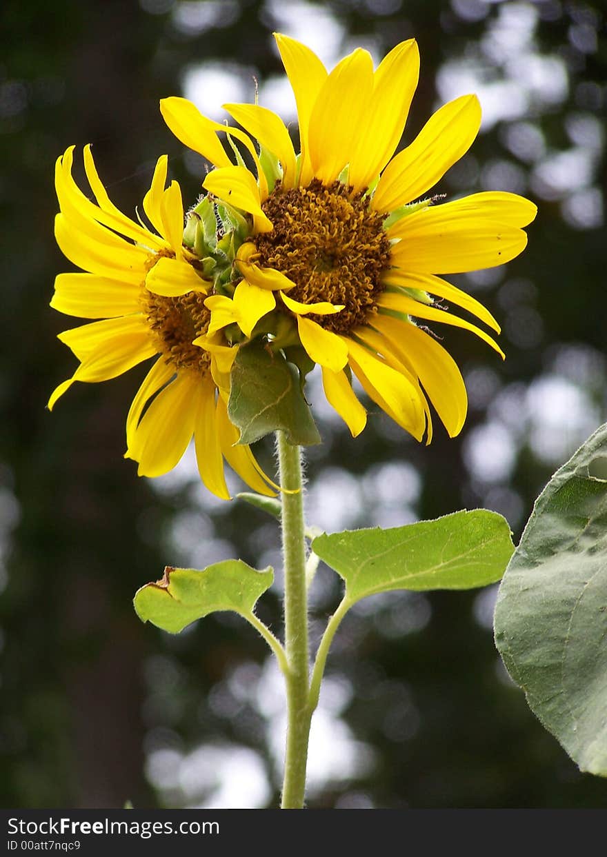 Two sunflowers on growing on same stalk. Two sunflowers on growing on same stalk