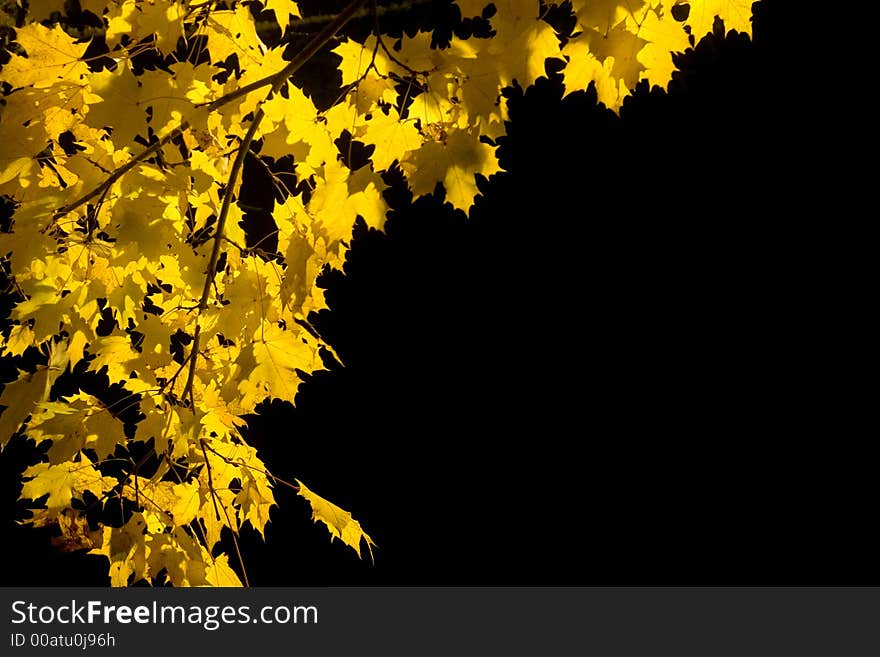 Yellow leaves