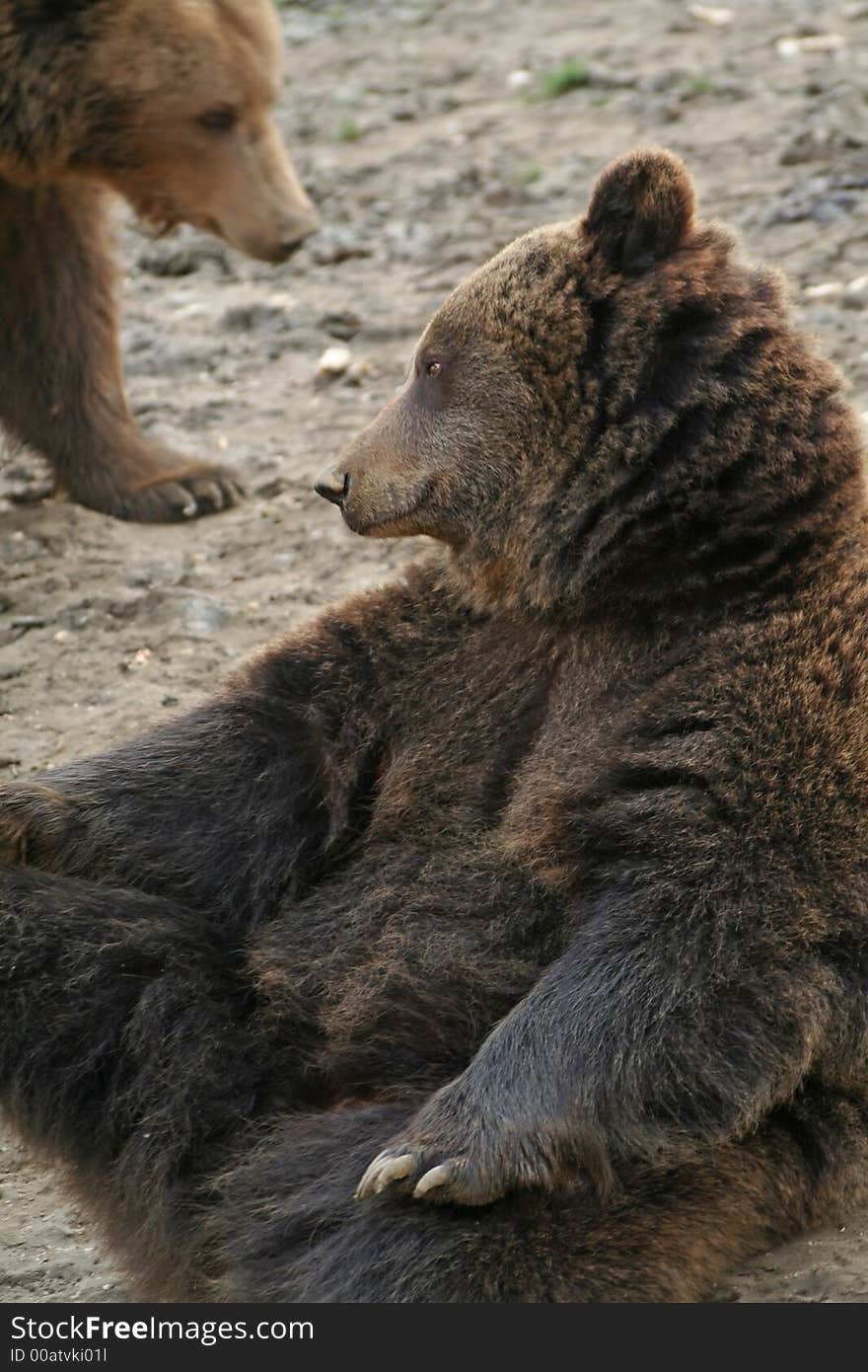 Daydreaming brown bear (ursus arctos)