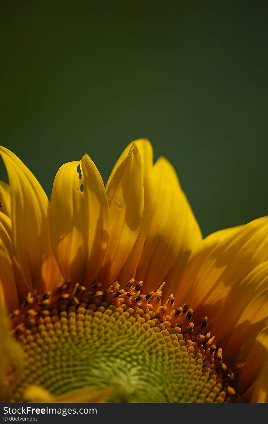 Sunflower with blurred green background