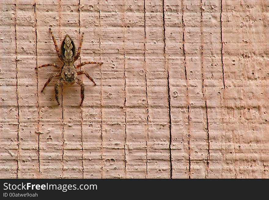 Wall Spider