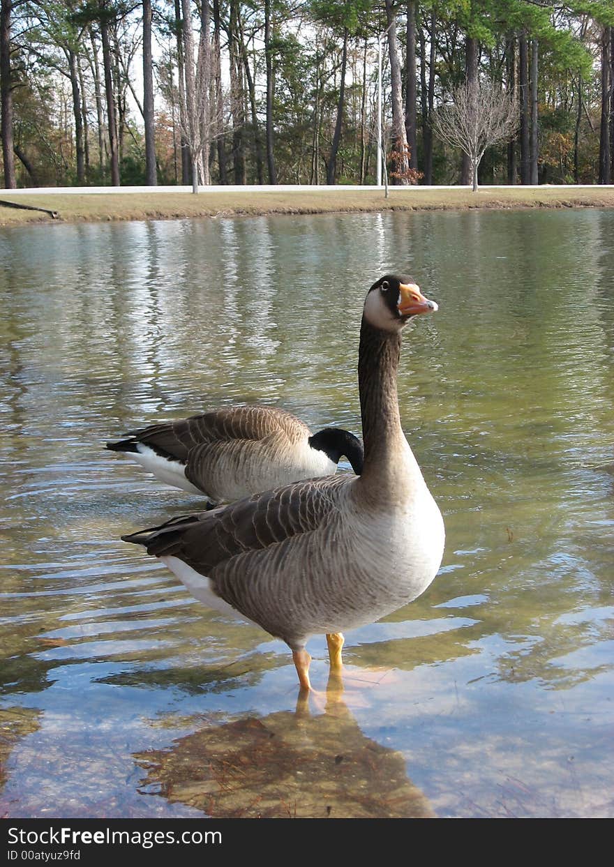 A beautiful picture of two Canadian geese wading in the water. A beautiful picture of two Canadian geese wading in the water