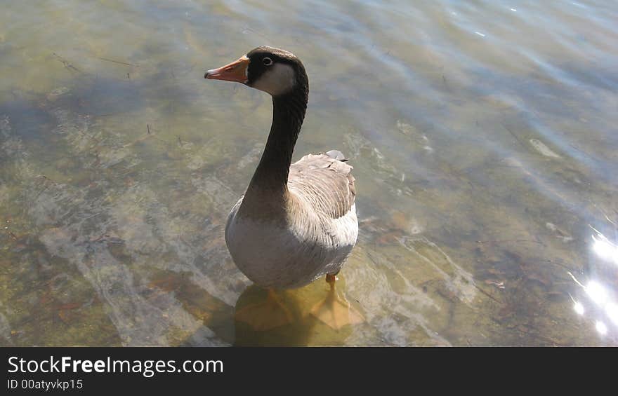 This goose is giving me a curious look as I took the picture. This goose is giving me a curious look as I took the picture