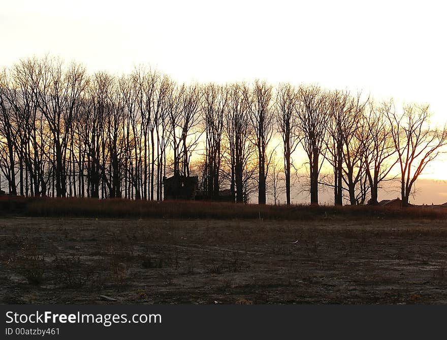 Photo of a trees and house. Photo of a trees and house