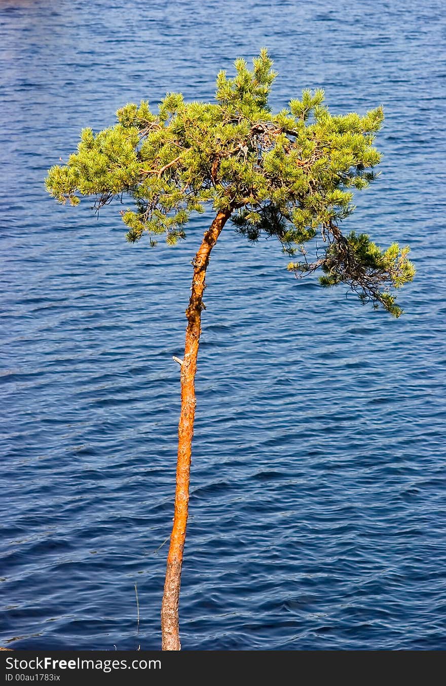 Lonely pine on a background of lake in Kareliya. Lonely pine on a background of lake in Kareliya