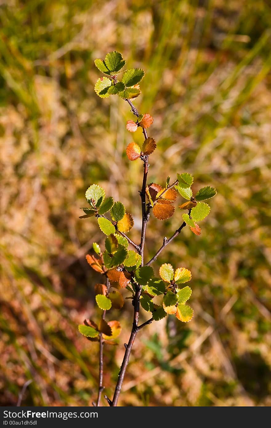 The diminutive birch growing in the north, not above 50 sm