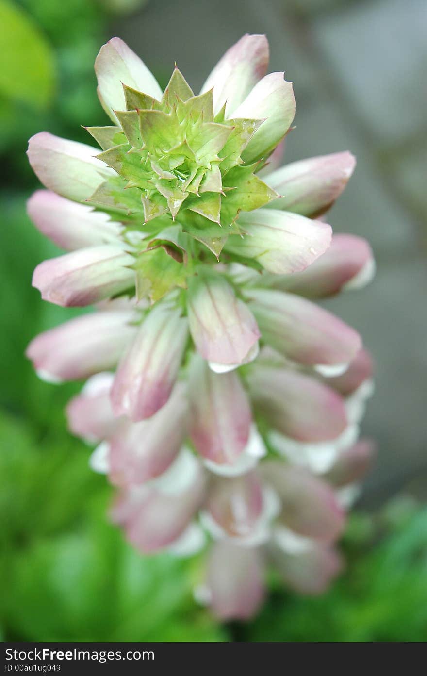 Photo of odd looking flower plant. Photo of odd looking flower plant