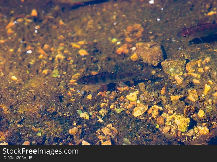 The perch on a shallow in a sunny day