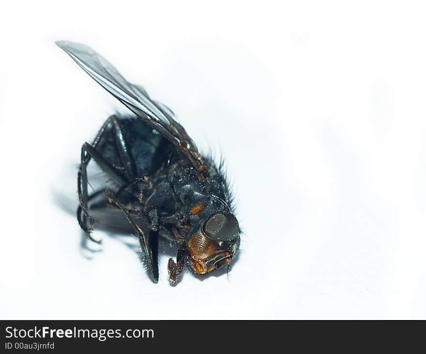 Dead housefly on a white background