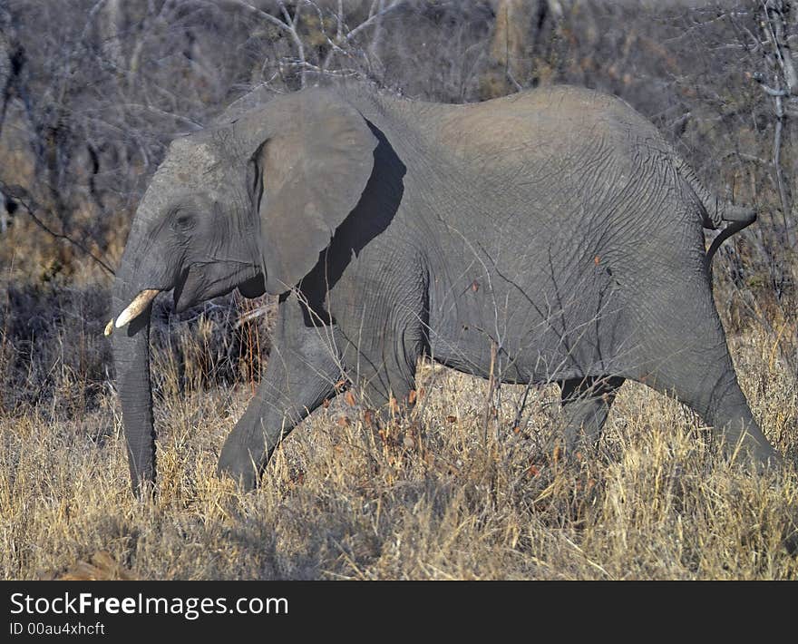 The young bull elephant strides through the dry grass in the Kruger National Park, South Africa. The African elephant is larger than the Indian elephant and has a slightly different profile. The young bull elephant strides through the dry grass in the Kruger National Park, South Africa. The African elephant is larger than the Indian elephant and has a slightly different profile.