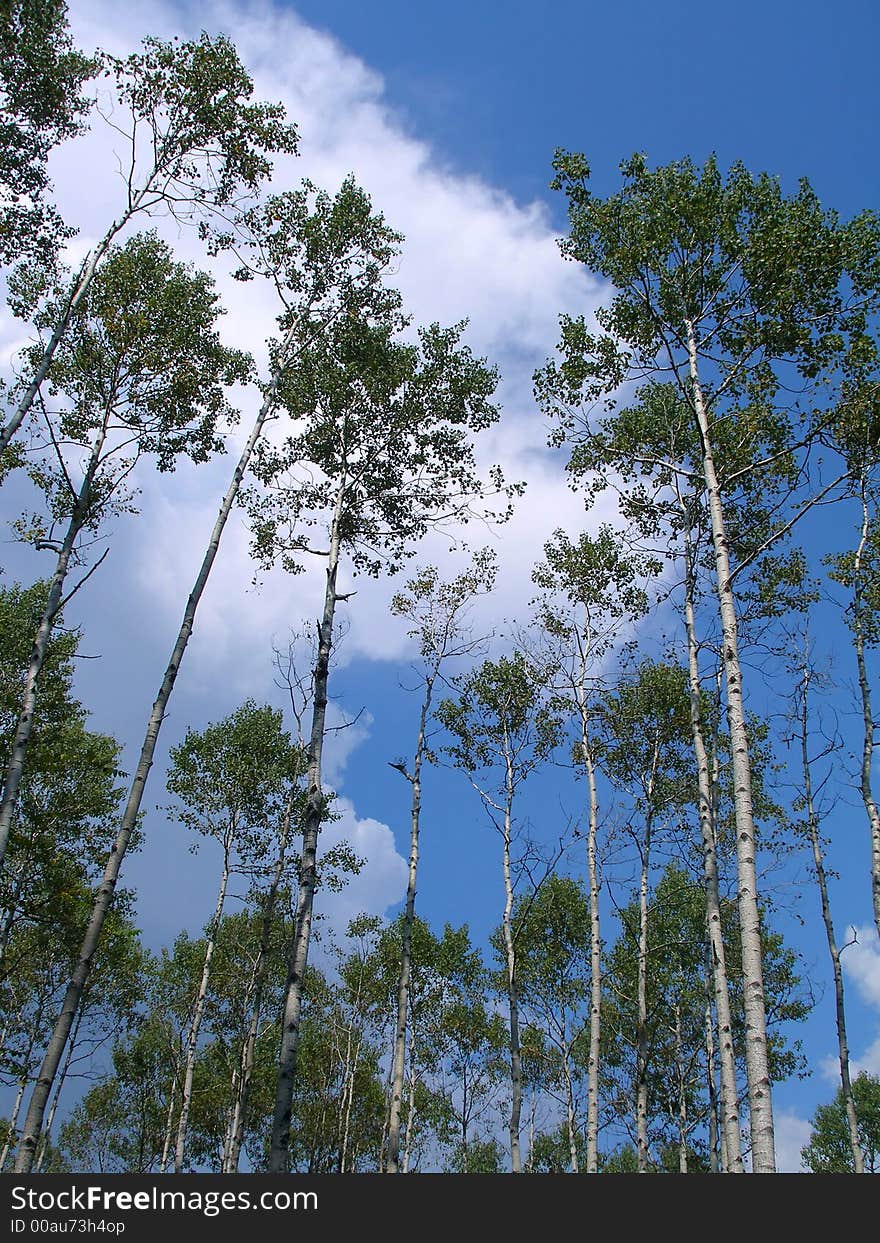 Trees (birches), birch-wood, clouds, blue sky, Russia, summer