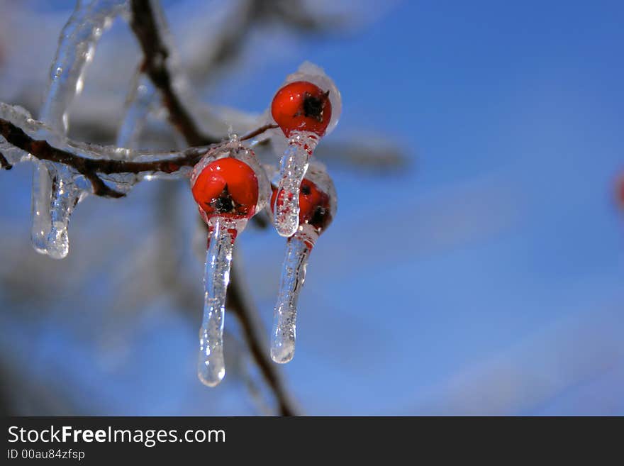 The results of the snow and ice storm that hit St. Louis, Missouri early in the winter of 2006, This shows a Hawthorn tree and its berries covered in ice and then snow on top.