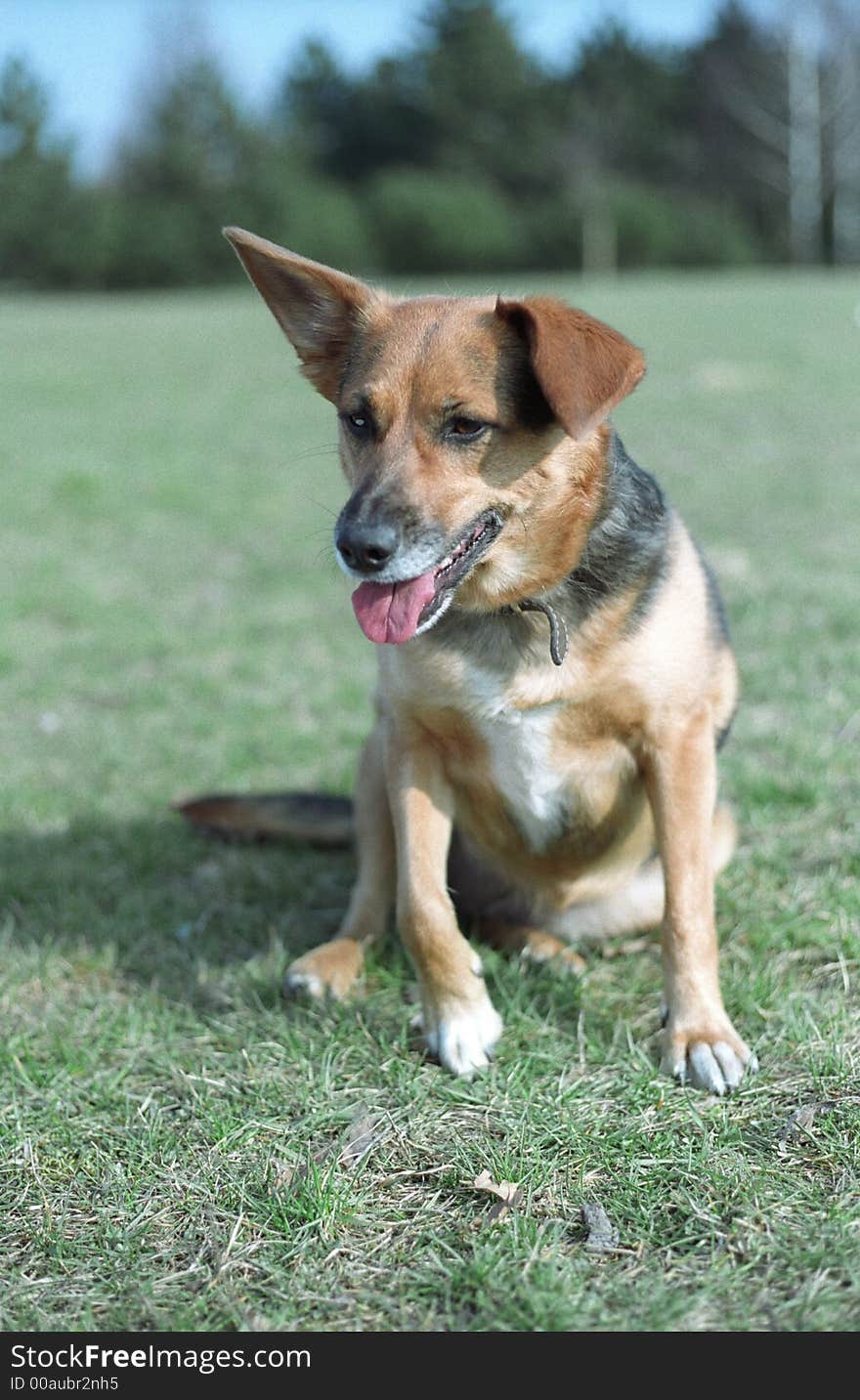 Sitting dog on the grass