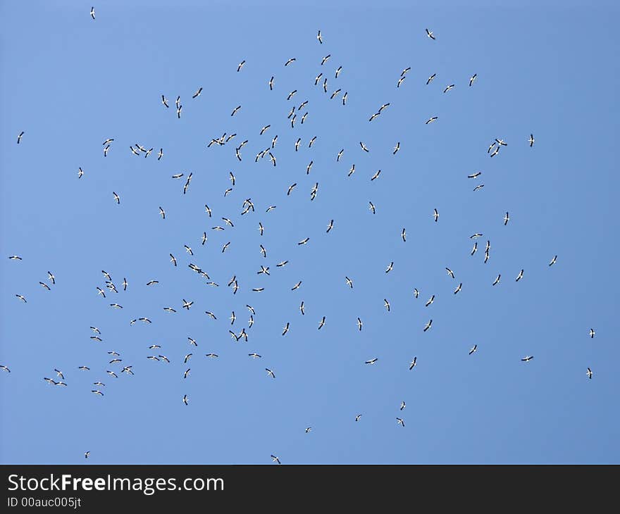 Flock of storks in the air