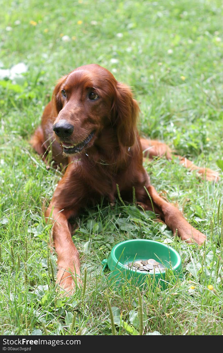 Setter (dog) with money