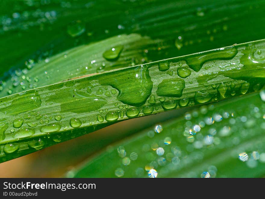 Water droplets on leaves in Rockhampton, Central Queensland , Australia. Water droplets on leaves in Rockhampton, Central Queensland , Australia