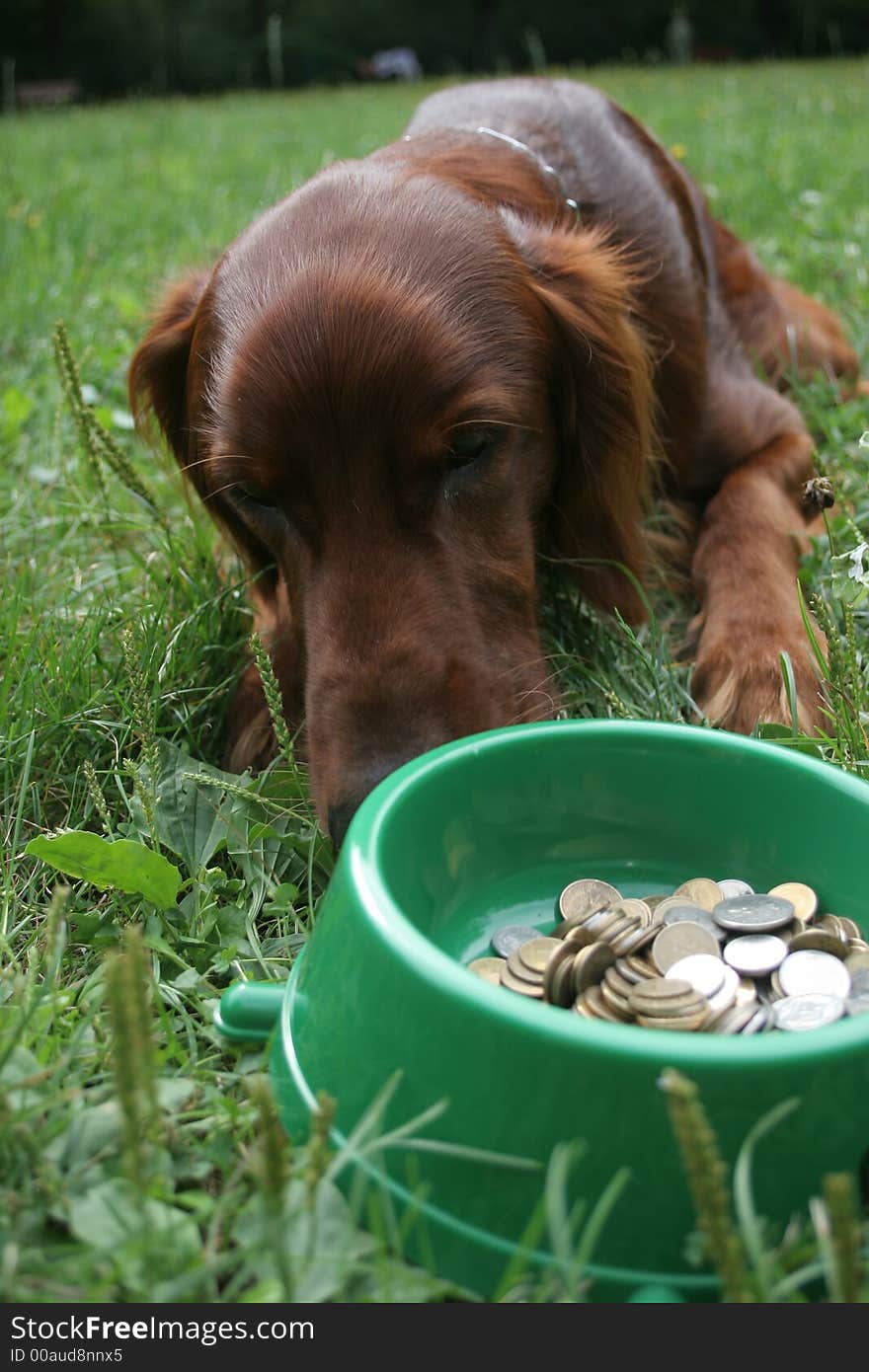 Setter (dog) with money