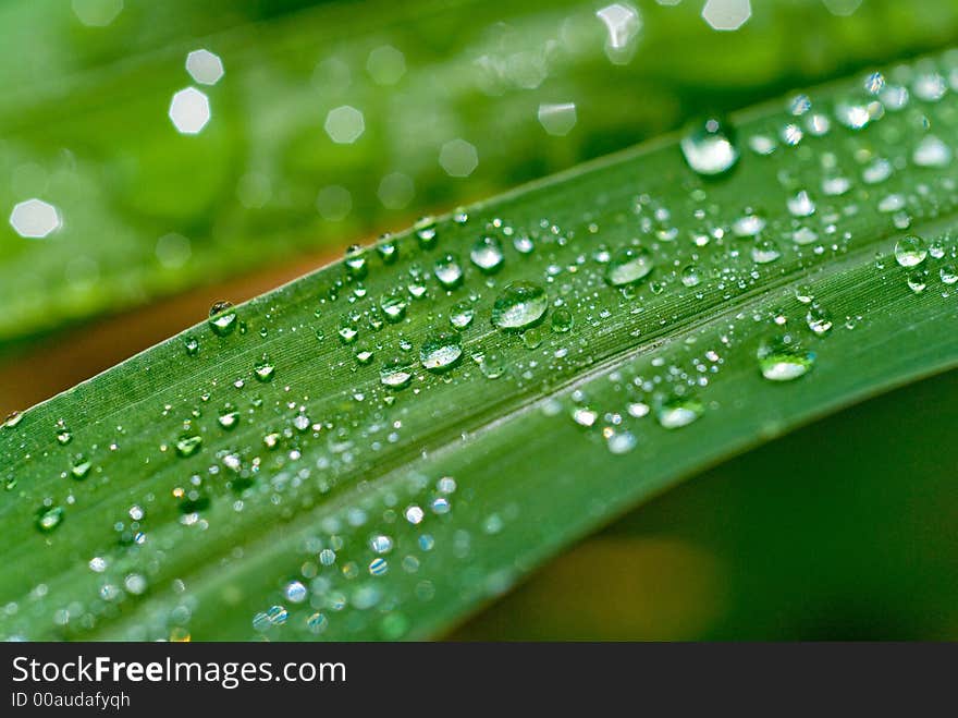 Water droplets on leaves in Rockhampton, Central Queensland , Australia. Water droplets on leaves in Rockhampton, Central Queensland , Australia