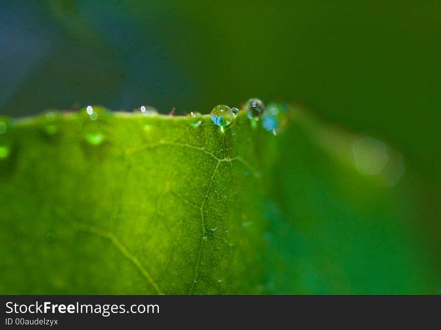 Water droplets on leaves in Rockhampton, Central Queensland , Australia. Water droplets on leaves in Rockhampton, Central Queensland , Australia