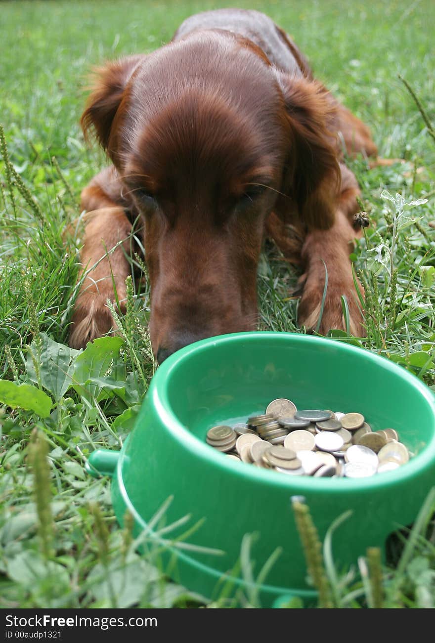 Setter (dog) with money