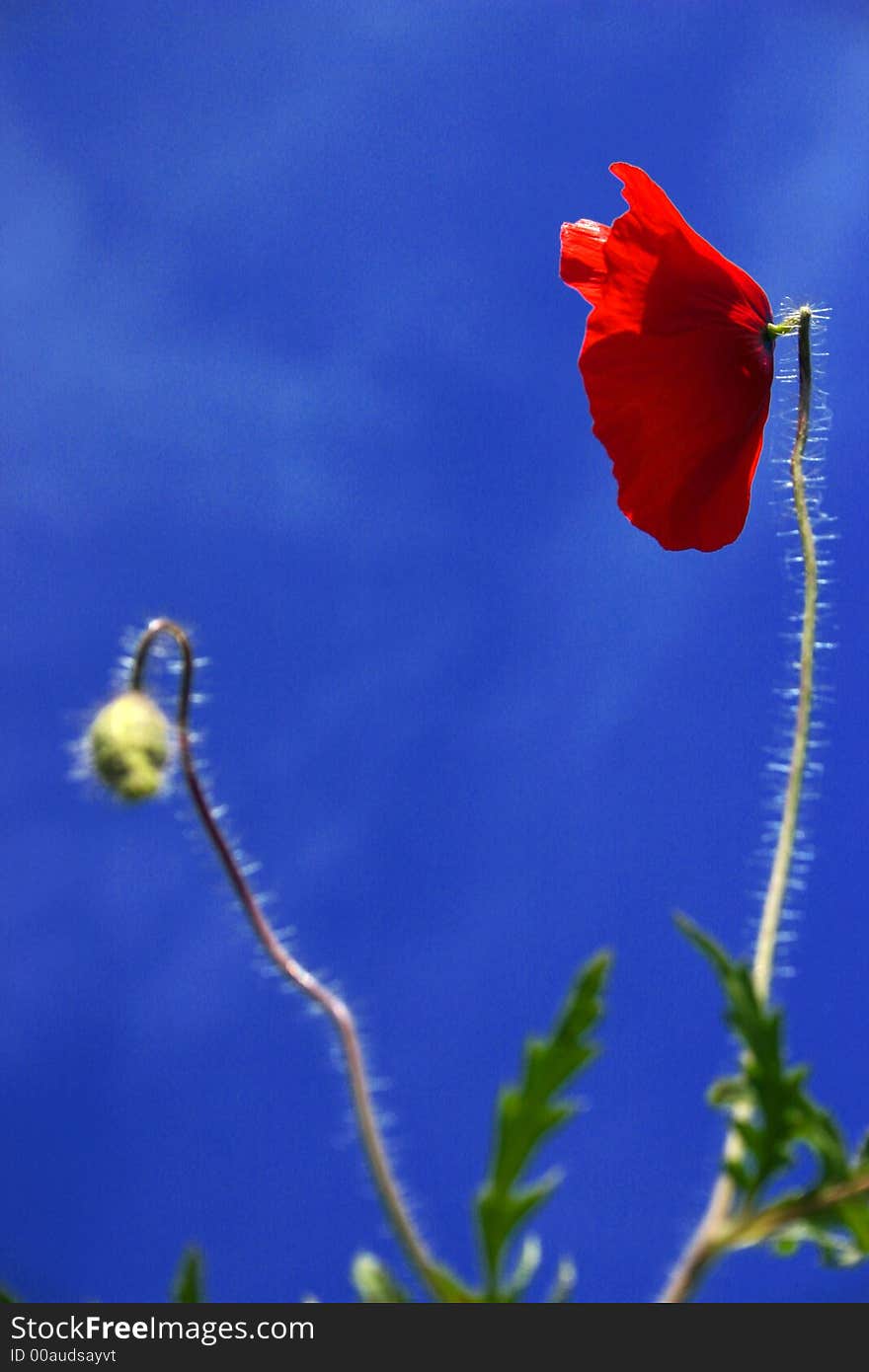 Poppy flower in the sky,Italy