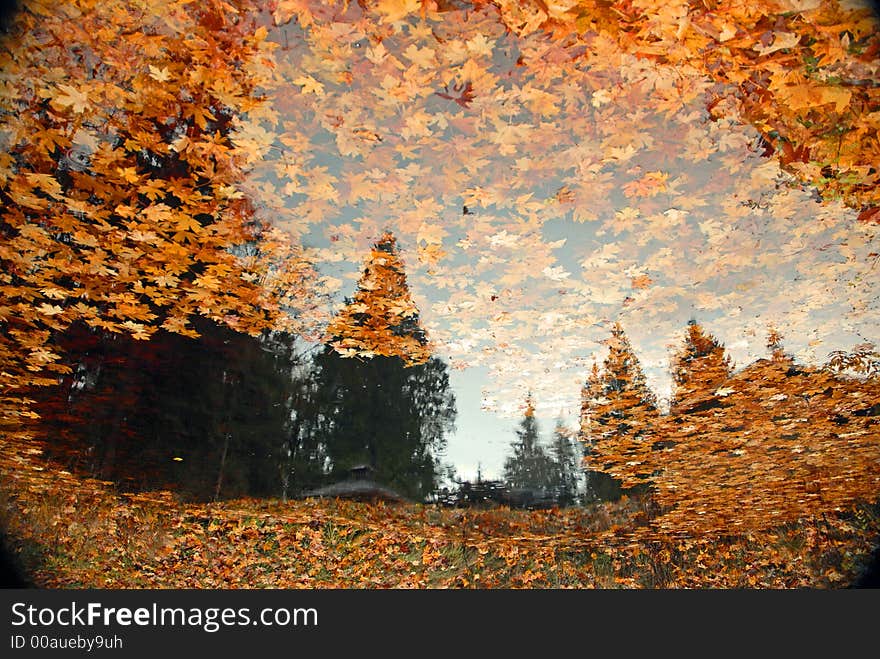 Inverted pond photo of fall leaves. Inverted pond photo of fall leaves