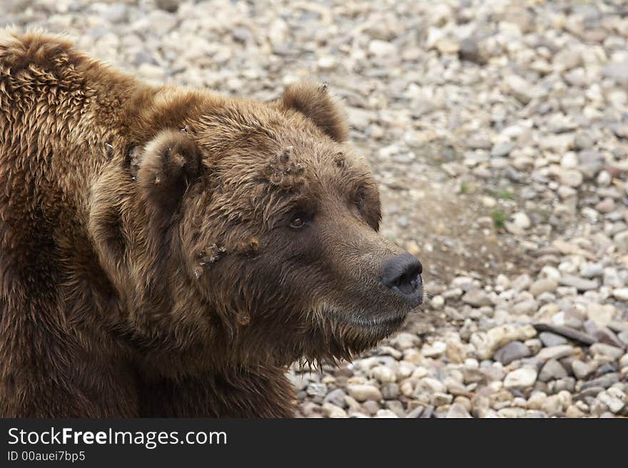 Head of a powerful grizzly looking up - landscape format 002