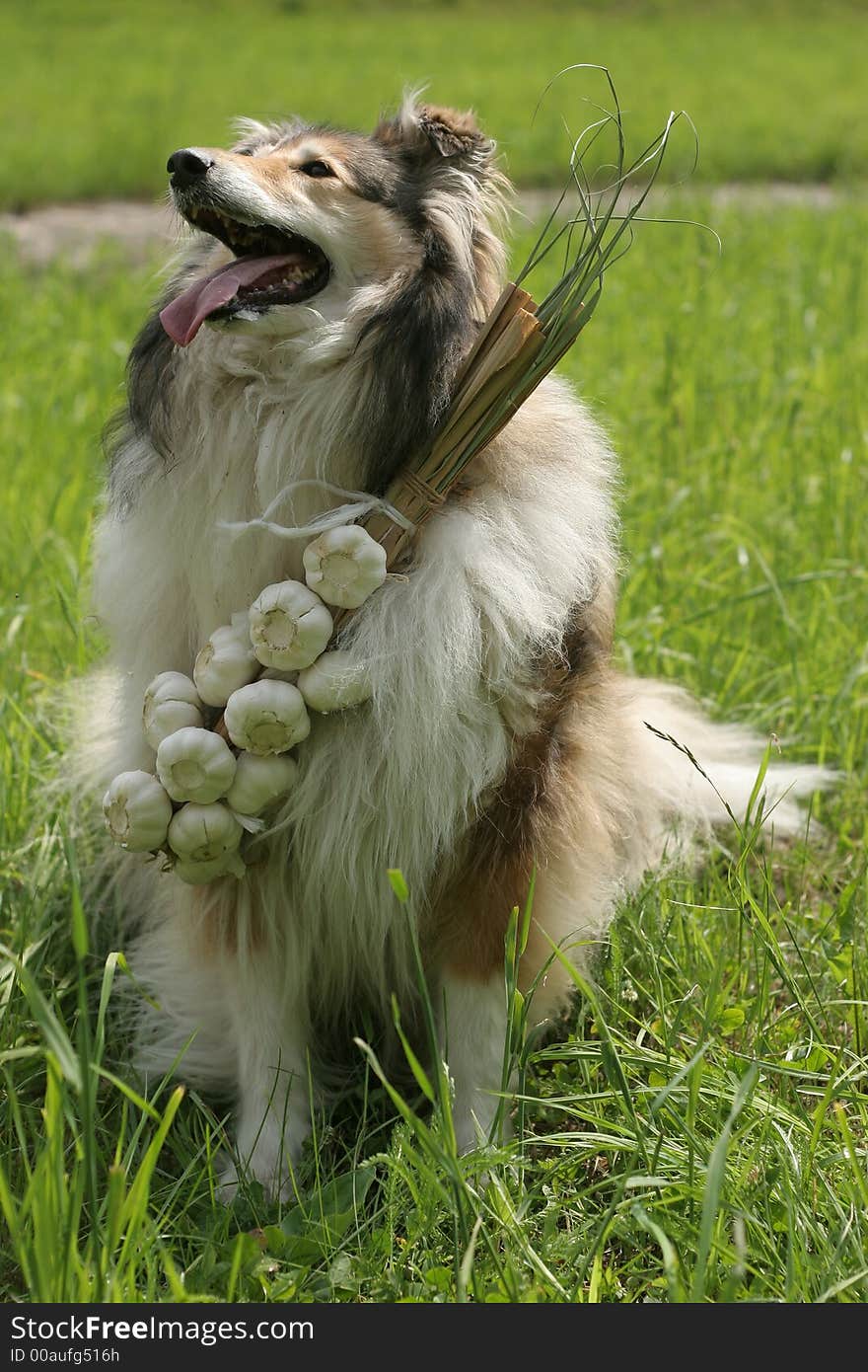 Collie (dog) with garlic