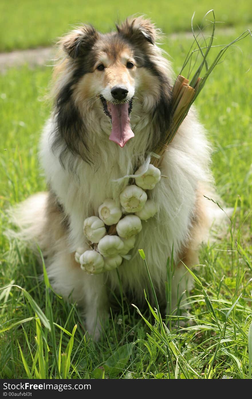 Collie (dog) with garlic