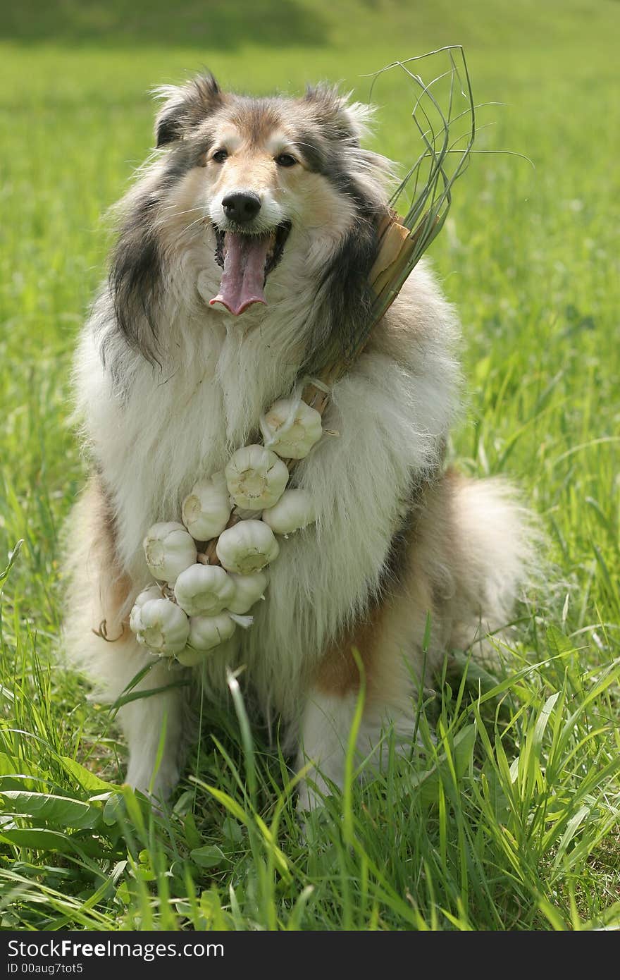 Collie (dog) with garlic