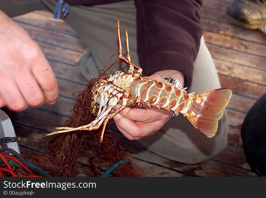 Fishing series - lobster in a net