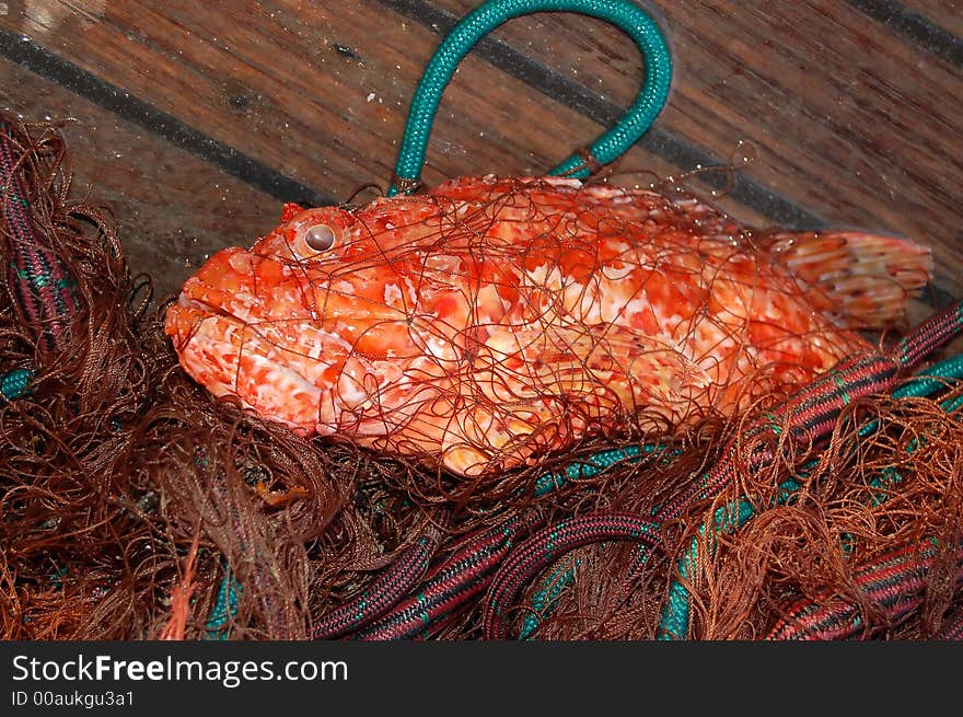 From my fishing series. Scorpionfish in a fishing net. From my fishing series. Scorpionfish in a fishing net.