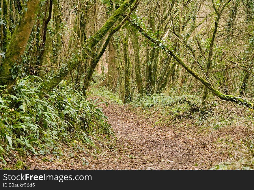 Woodland Path with Autumn Leaves on the ground. Woodland Path with Autumn Leaves on the ground