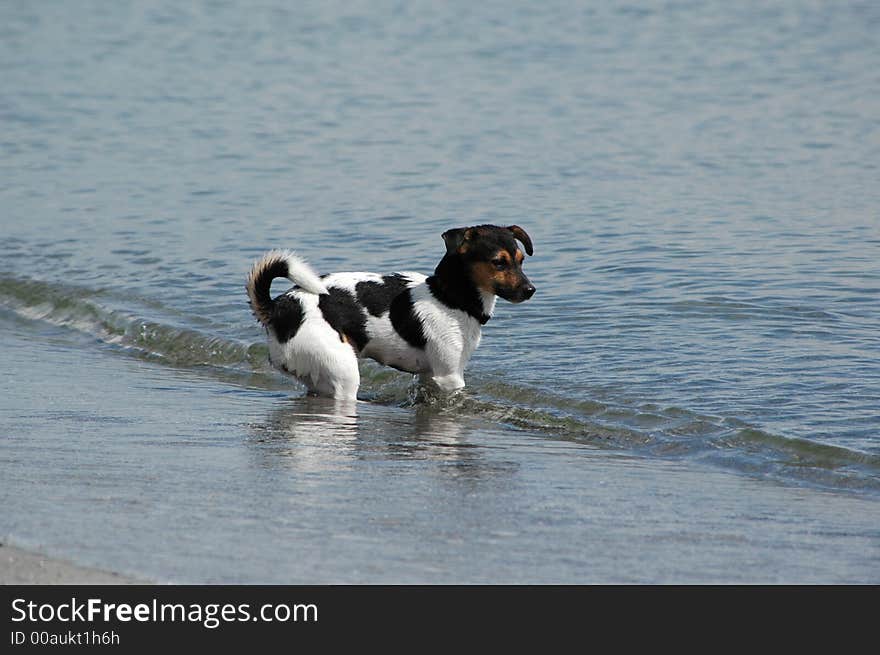 Water dog