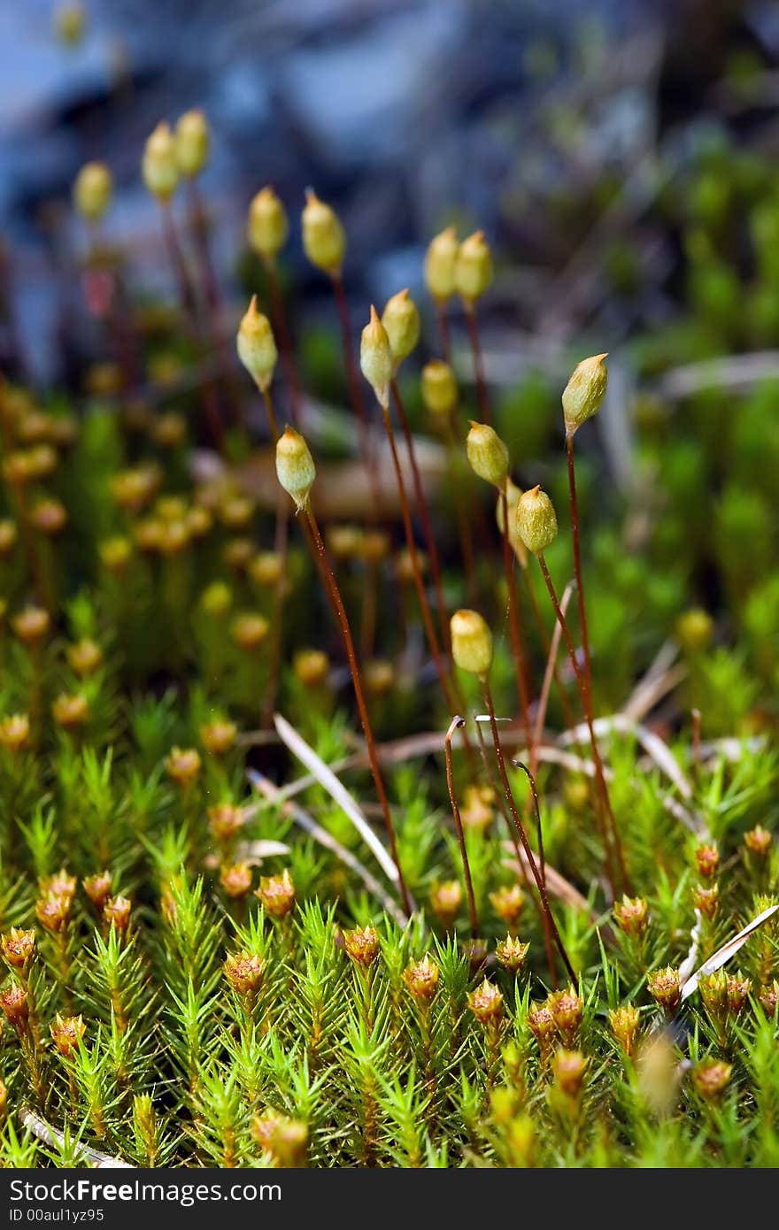 Green moss