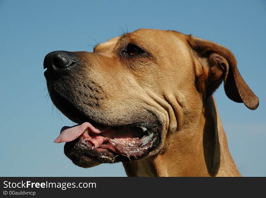 Dog in profile