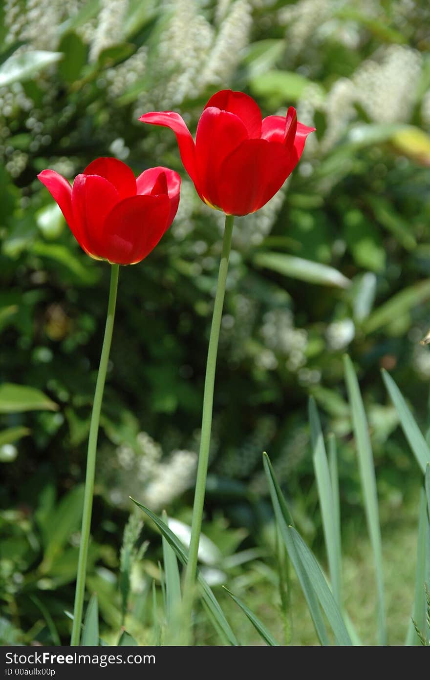 Tulips