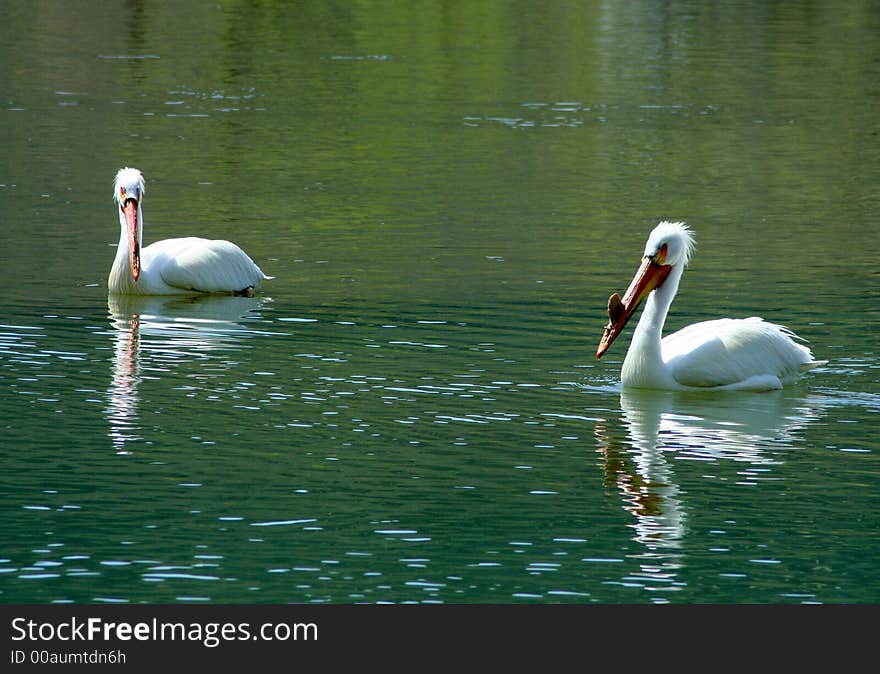 Pelican swimming and fishing in the Snake River, Idaho. Pelican swimming and fishing in the Snake River, Idaho