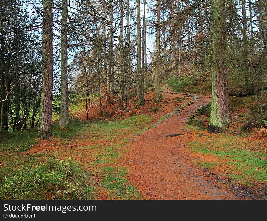 Autumn forest near Newby Bridge, English Lake District