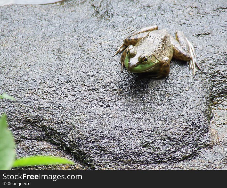 Frog on Rock