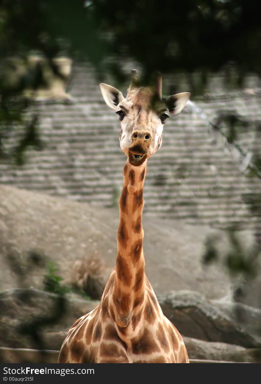 Taronga zoo giraffe