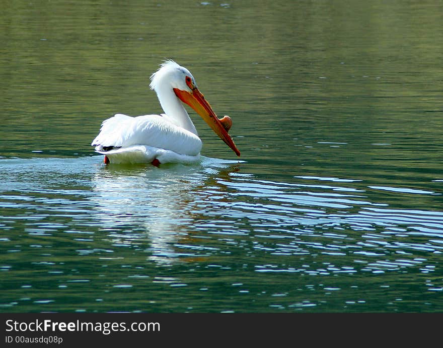 Pelican swimming and fishing in the Snake River, Idaho. Pelican swimming and fishing in the Snake River, Idaho